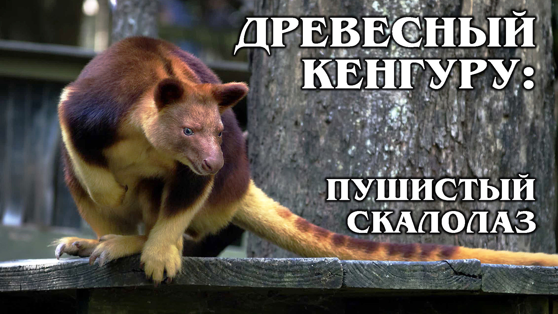 ДРЕВЕСНЫЕ КЕНГУРУ: Они спасут человечество от глобального потепления | Интересные факты про кенгуру