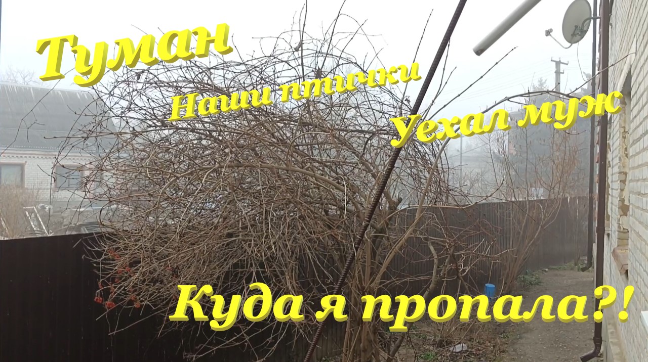 Туман😶🌫️ / Наши птички🕊❤🦜 / Уехал муж😔 / Куда я пропала?!🤔