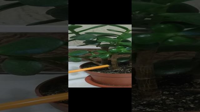 Формировка и уход за денежным деревом.