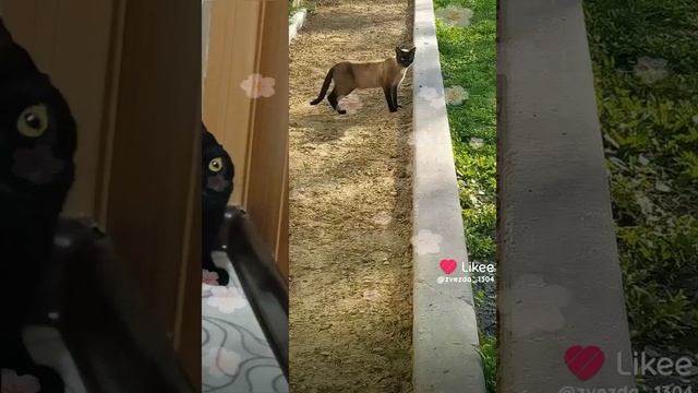 С днем весны и кошек! Всем добра)