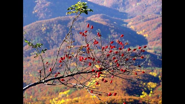ЗОЛОТАЯ ОСЕНЬ НА ГОРЕ ПАПАЙ