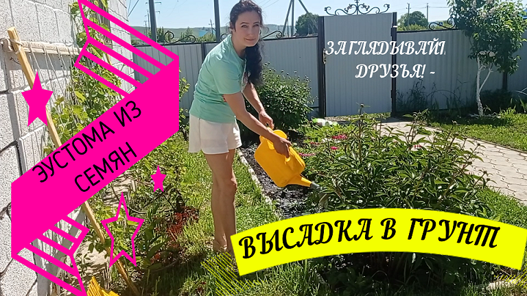 ЭУСТОМА ИЗ СЕМЯН!ВЫСАДКА В ГРУНТ#эустомавысадкавгрунт #эустомаизсемян #эустомавыращивание #эустомавц