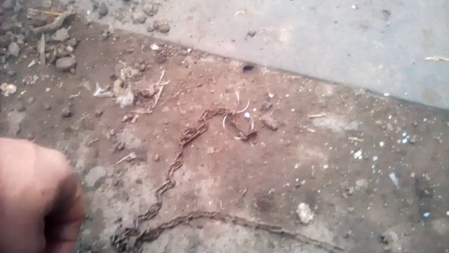 Охота на лису силками (петлями). Часть 3. Утренняя проверка. Сорвалась! Обрыв.