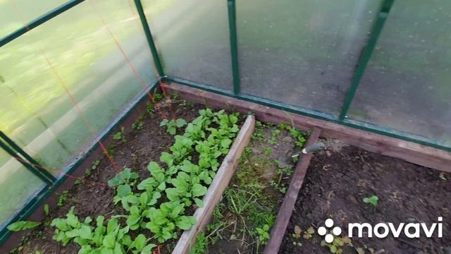 Дачные хроники. Новый парник.