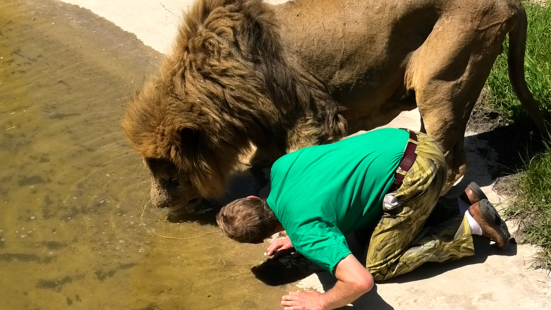 Два вожака на водопое! Вожак всех прайдов и человек-лев! Тайган