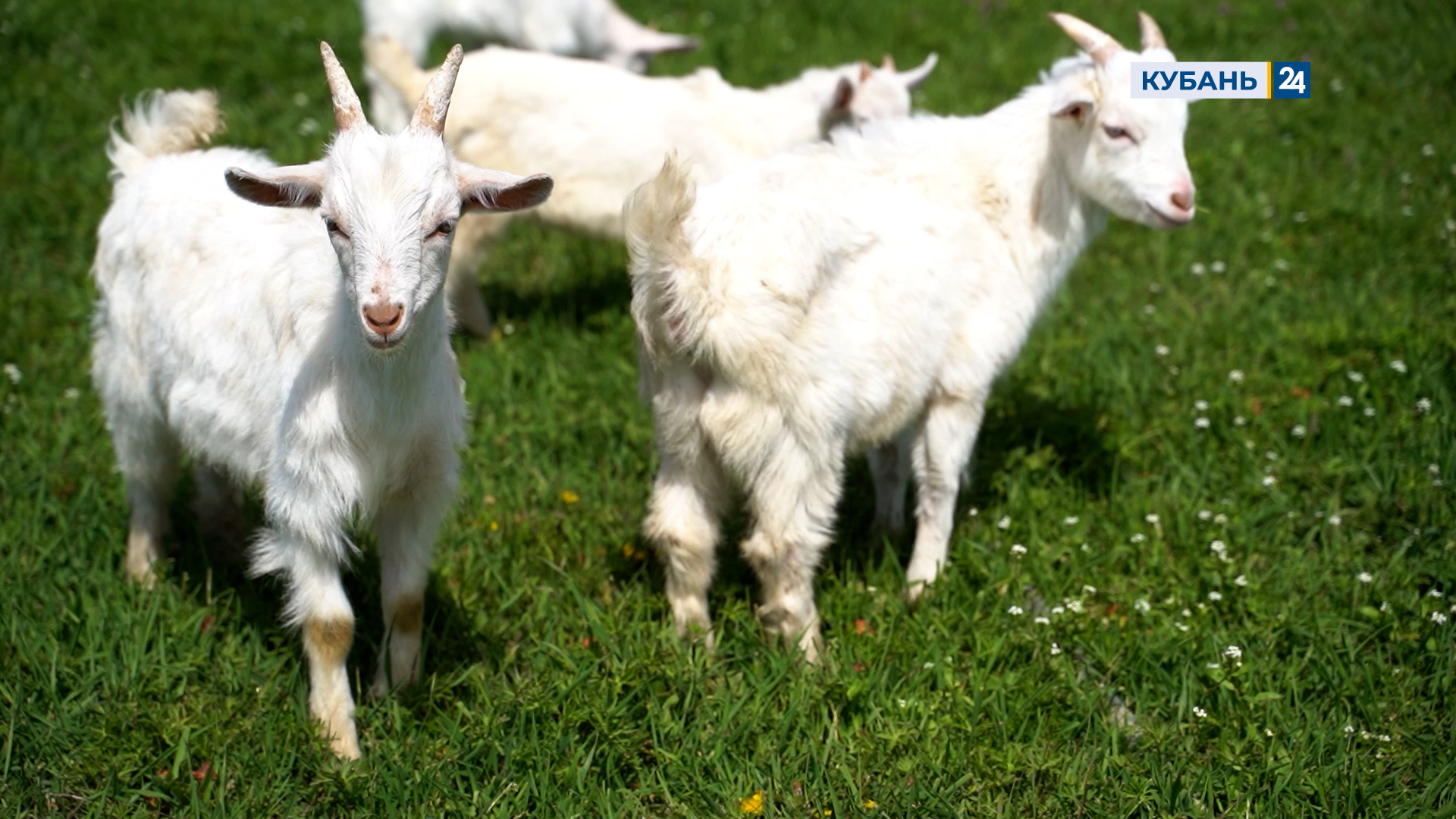 Козы. Вперед к природе | Край аграрный 30.09.2022
