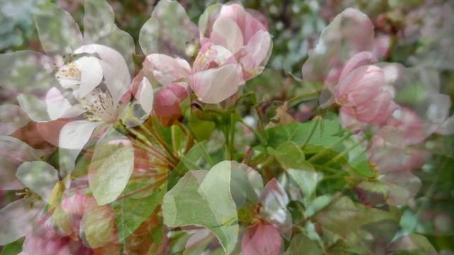 "Comprate I Miei Fiori"... (Поёт Виктория Иванова).mp4