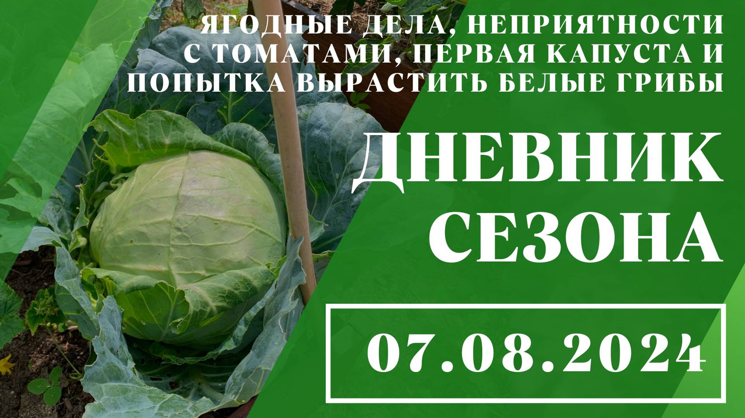 Ягодные дела, неприятности с томатами, первая капуста и попытка вырастить белые грибы // 07.08.2024