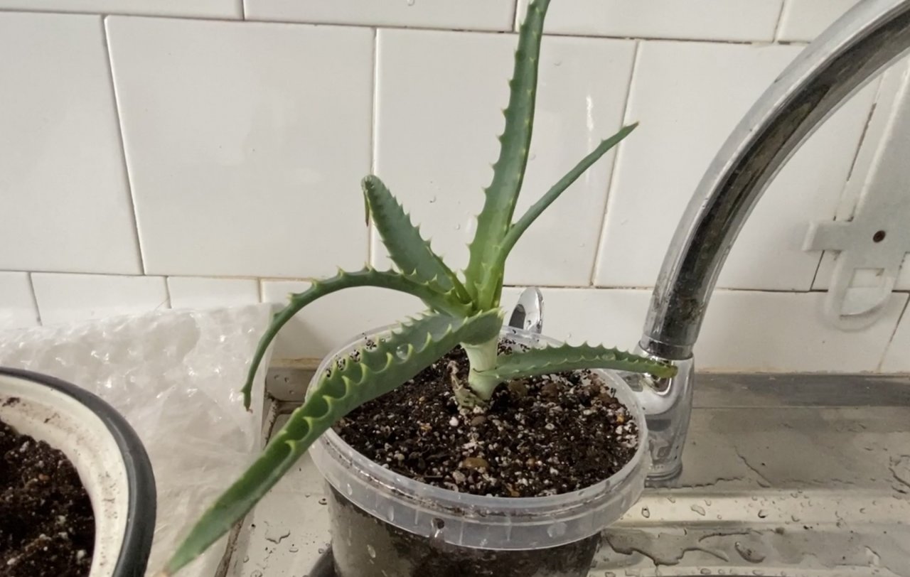 Пересадка алоэ возрастом 38 лет (макушка). 14 сентября 2023 г.