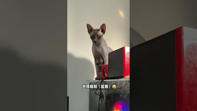 Наступает самая боящаяся зима безволосой кошки!Согрешь!