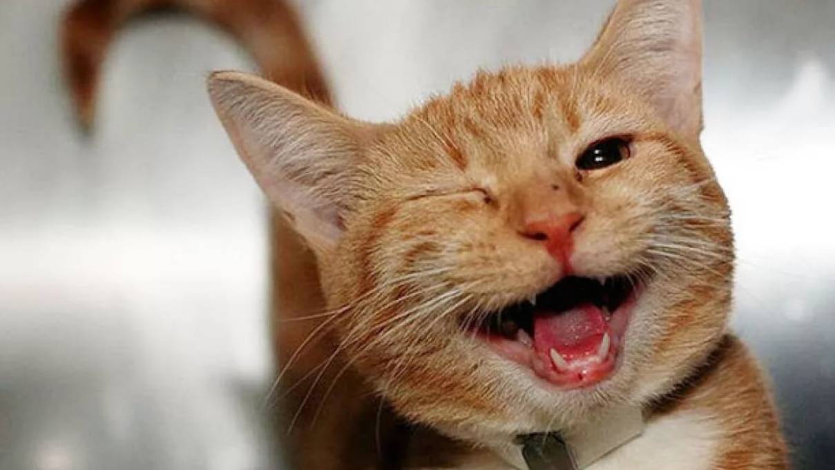 Смешные коты / Забавные животные / Котик мем