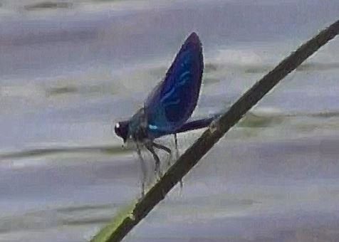 Красная книга, стрекоза Красотка-девушка, Calopteryx virgo