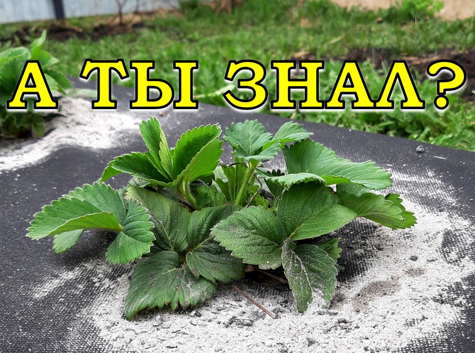 ЗОЛА...почти все, что нужно о ней знать ???