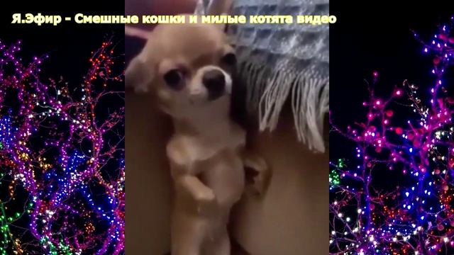 приколы 2020 самые новые про животных, самые лучшие приколы про животных, ютуб самые смешные приколы