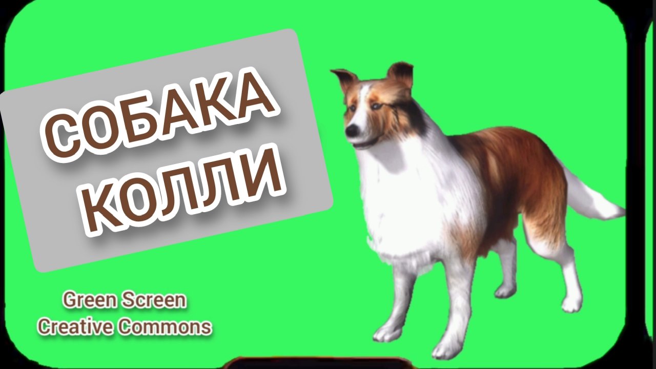 Собака Колли видео Green Screen футаж Хромакей анимация на зелёном фоне