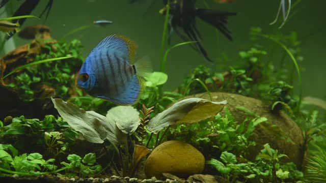 Лучшая расслабляющая аквариумная антистрессовая музыка, релакс и медитация.