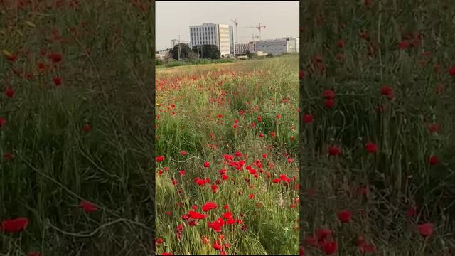 Поле диких маков!!! Израиль цветет!!!