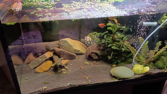 как живут рыбки с черепахой ?