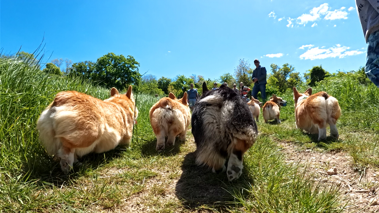 Корги встреча питомника "Алмаз Крыма". Севастополь 05-05-2024