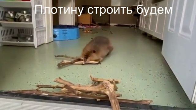 Смешные приколы с животными сборник