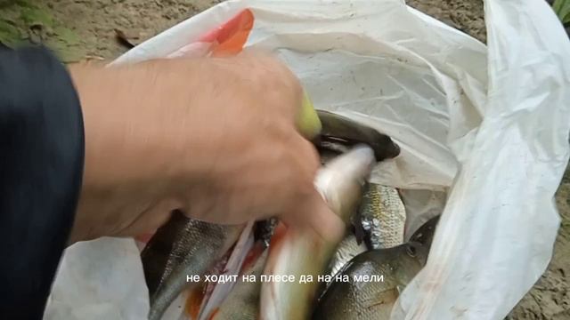 Рыбалка на таежной рече. Ловля окуня на поплавочную удочку