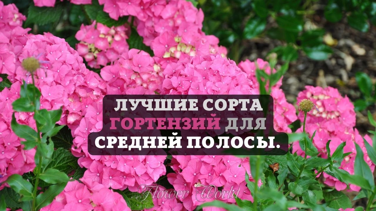 Лучшие сорта гортензий для средней полосы.??