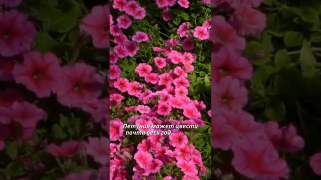 Факт про Петунию 🌺