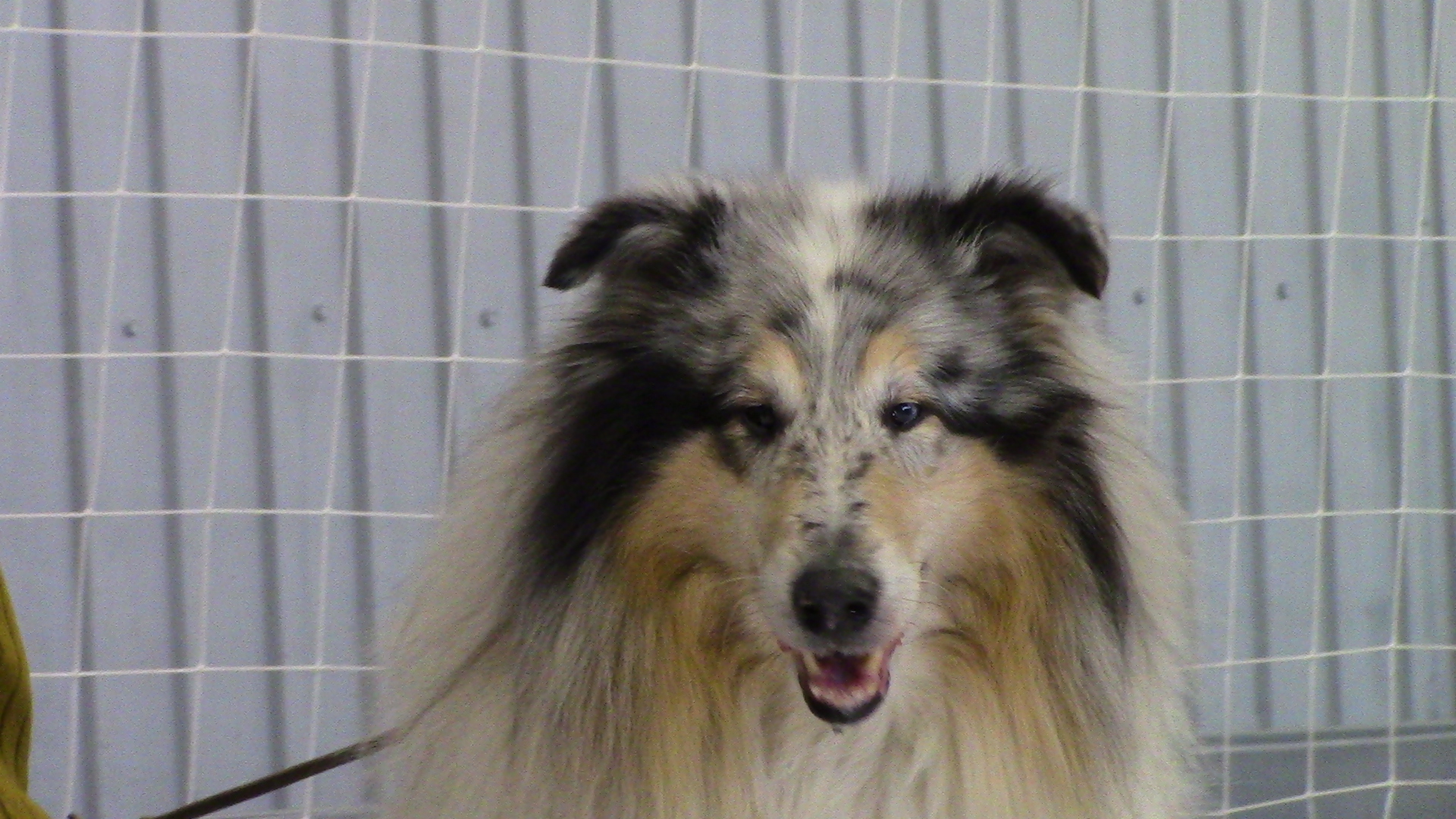 Выставка собак (30.12.2017 г.).