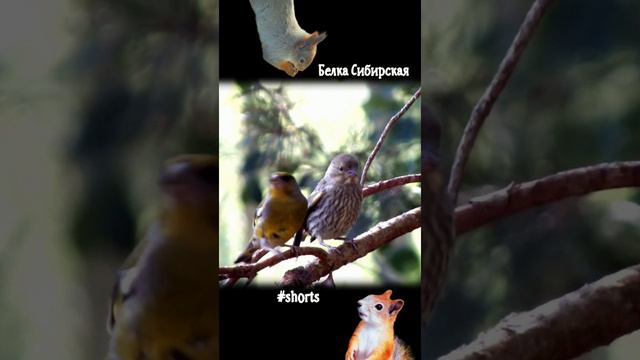 Приставучий птенец зеленушки