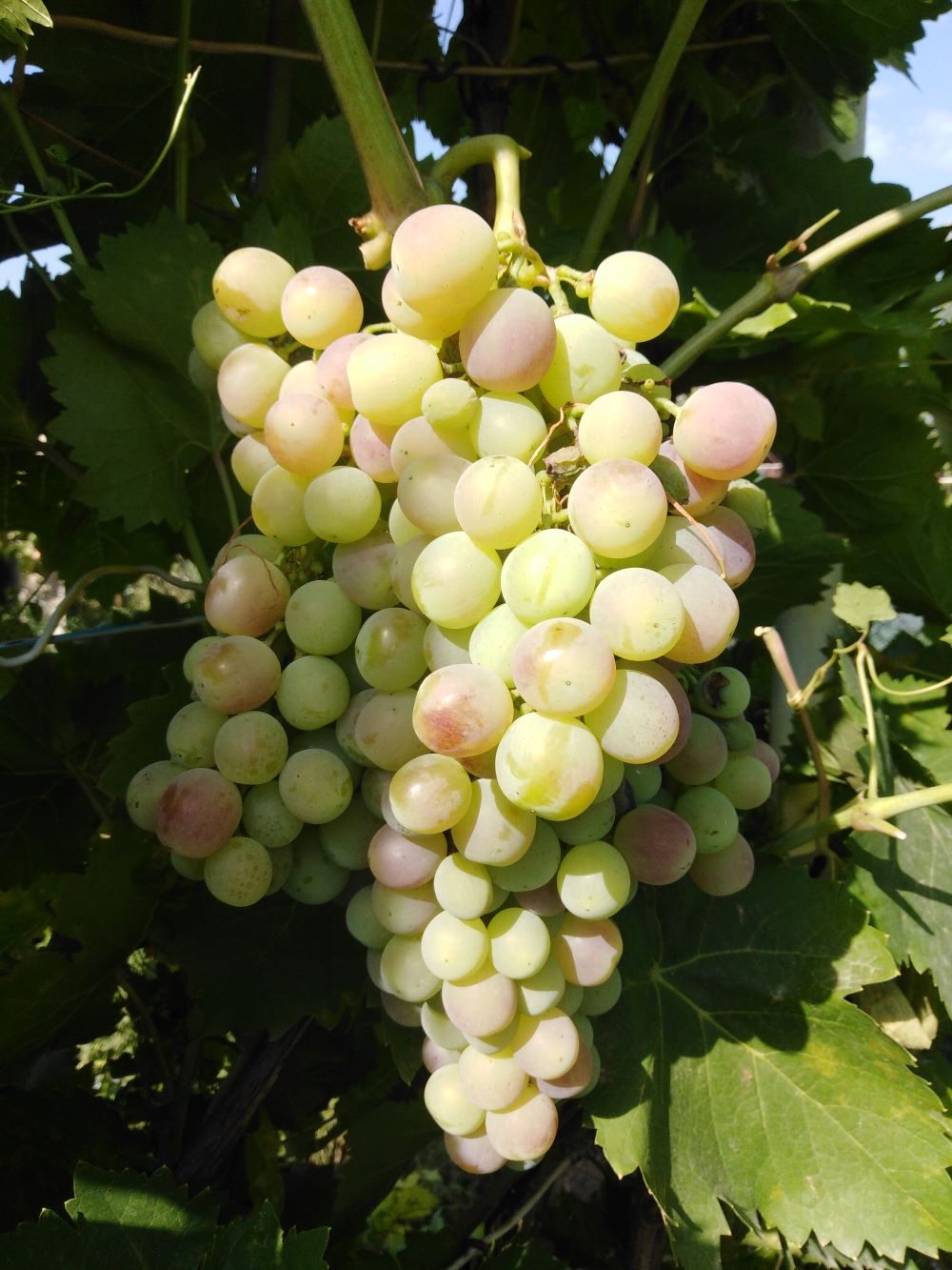 Созревания винограда