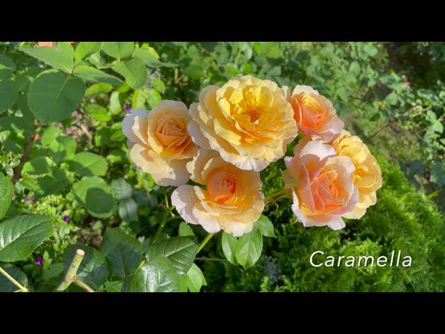 Август в Саду 6 августа 2022 часть 3