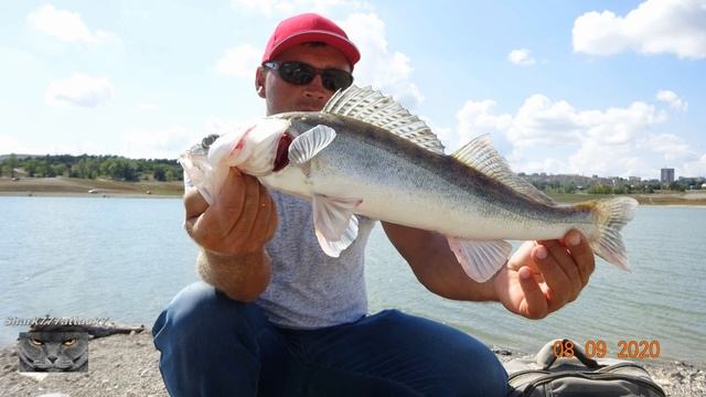 Ловля судака в сентябре.