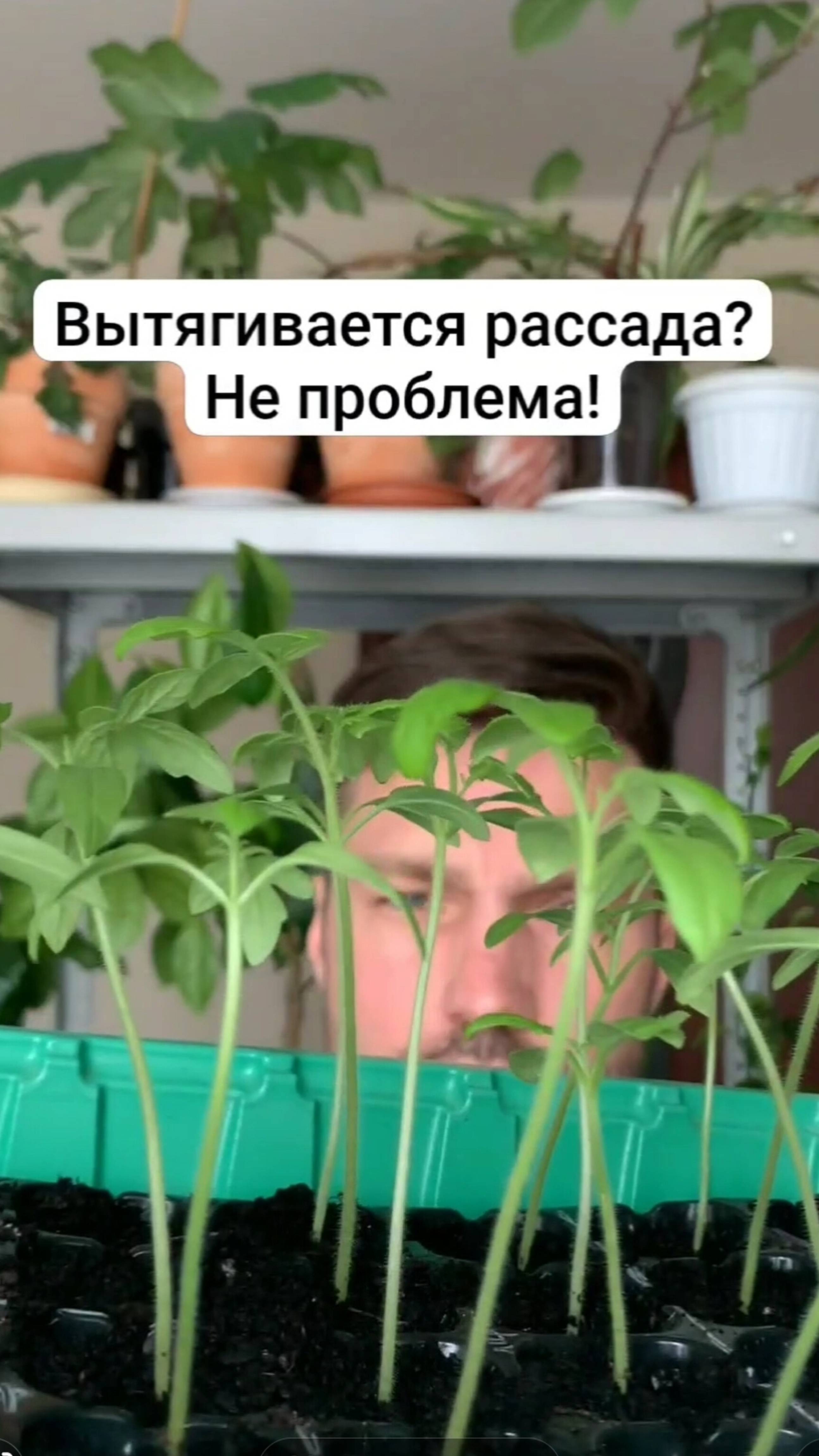 Вытягивается рассада? Не проблема!