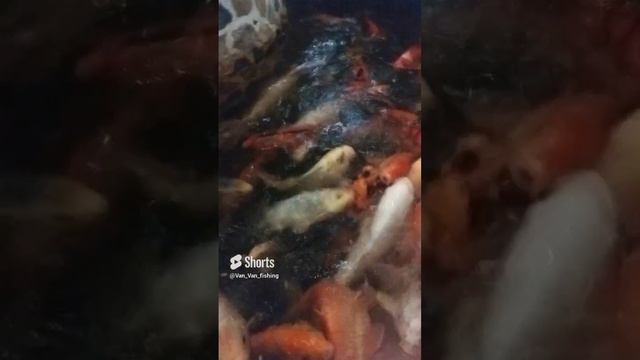 Кормим карпа кои