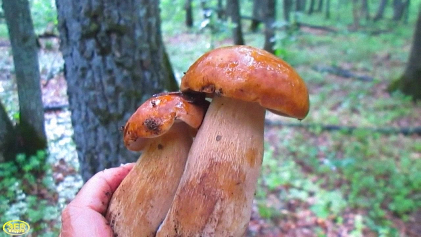 Съездили в июне за грибами