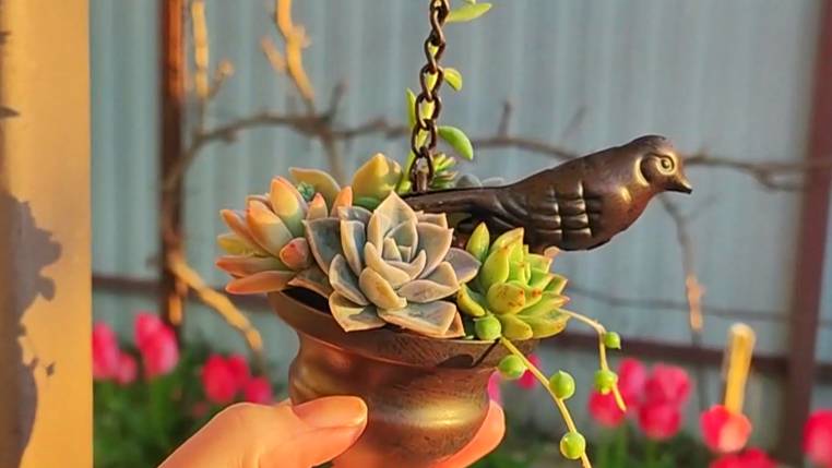 Экспериментирую с цепью дождя и суккулентами. Смотрите со звуком!