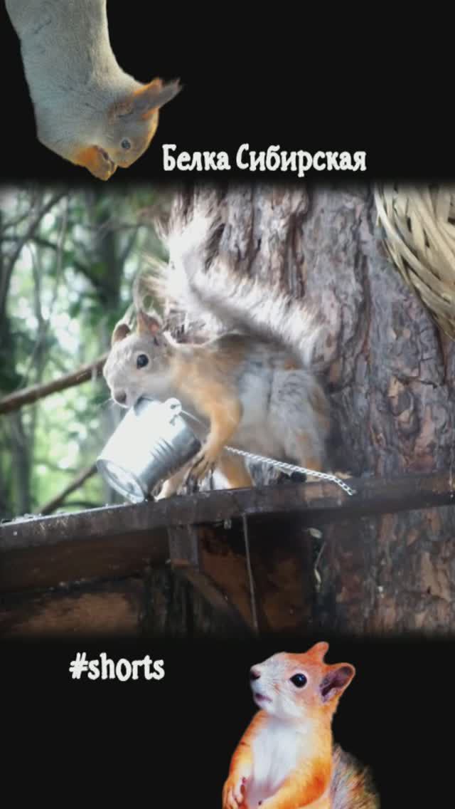 Белка перевернула ведро