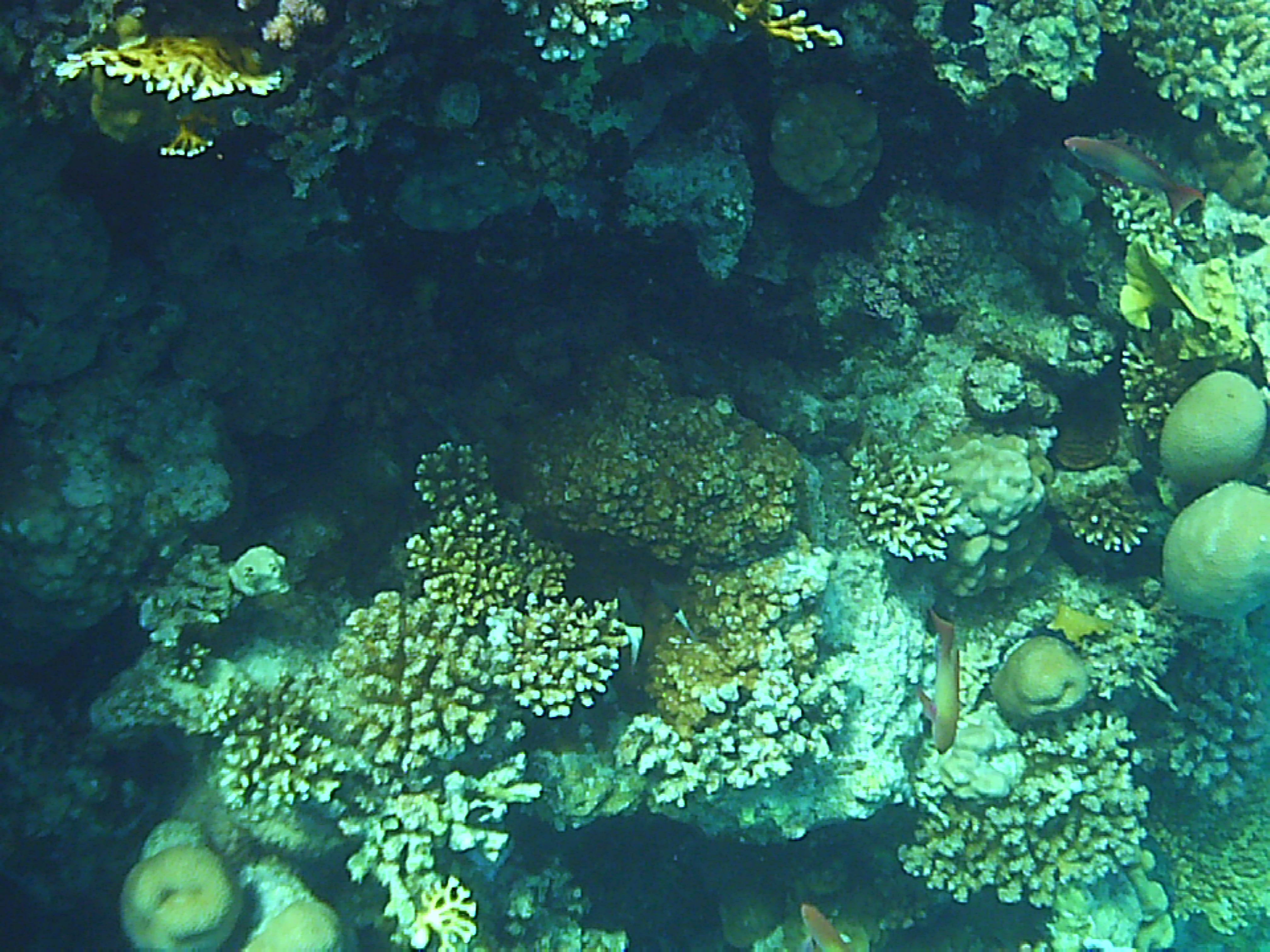 ШОК! Самый грязный пляж Шарм-эль-шейха