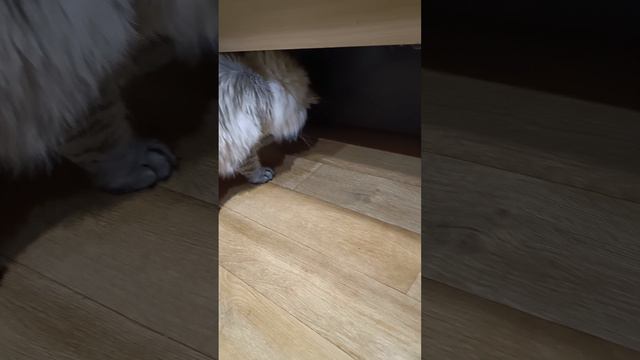 Дай кусочек колбаски, ну дай!🐱🌞🐱