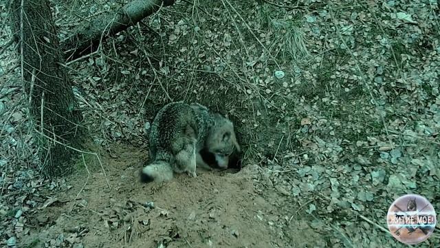 Как и где волки копают свое логово. Фотоловушка в волчей норе.