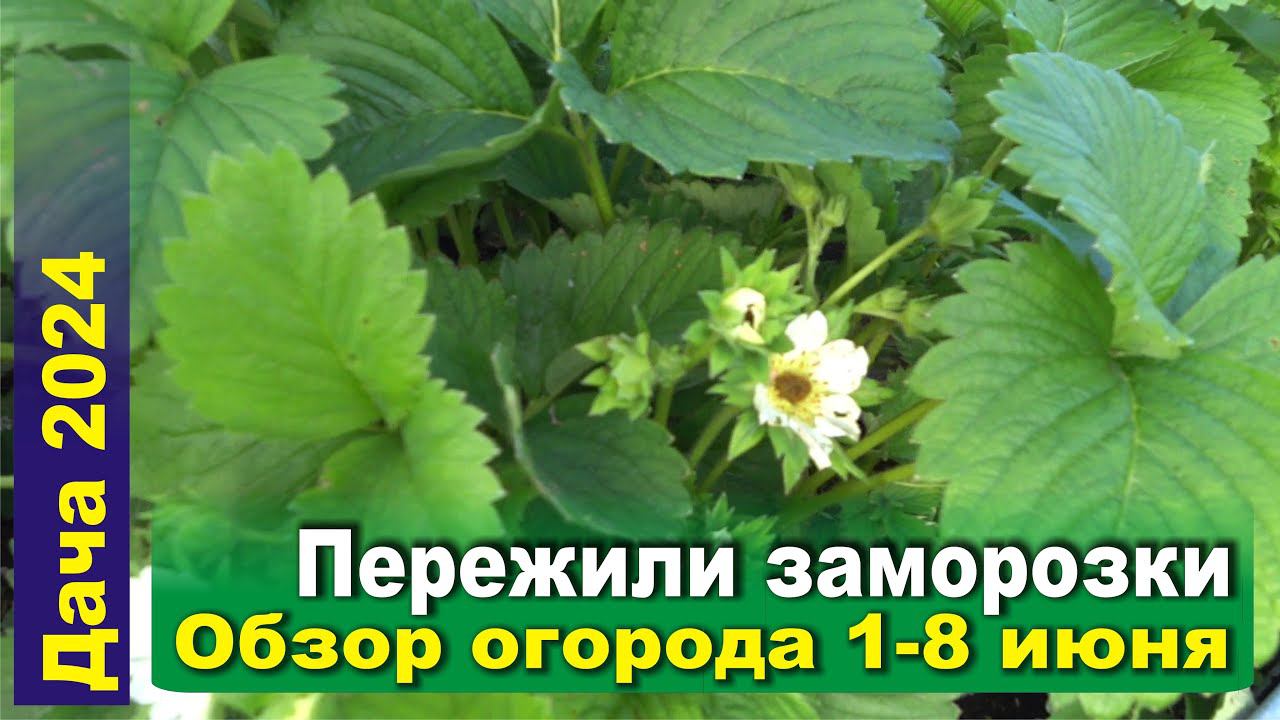 Как пережили заморозки. Высаживаем перцы, посадили огурцы, арбузы и дыни. 1-8 июня 2024