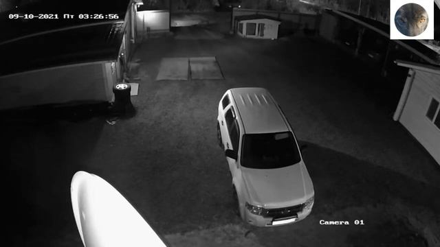 Нападения волков на собак . новые случаи. Часть 3.mp4