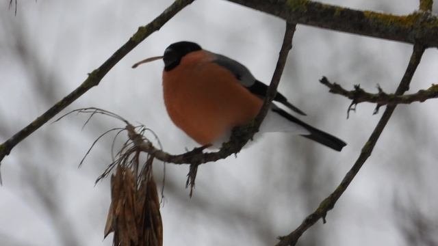 Снегирь ест семена ясеня, наблюдение птиц, 26 ноября 2023, Великий Новгород