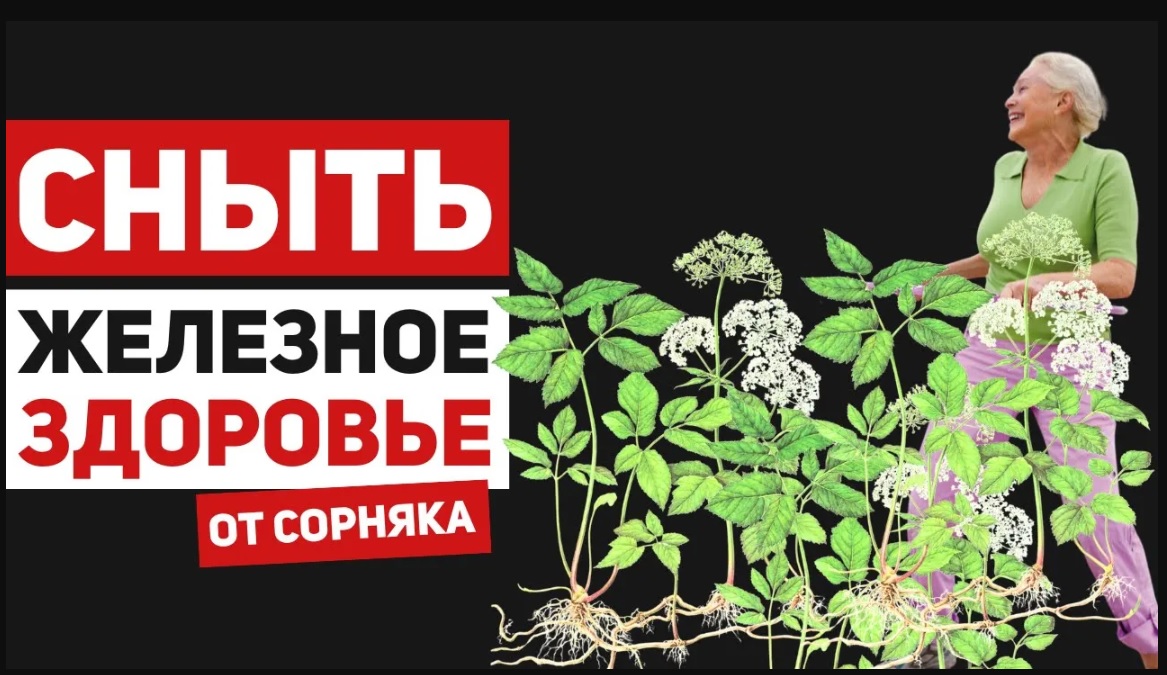 Сныть – злостный сорняк, или самый полезный, но забытый овощ