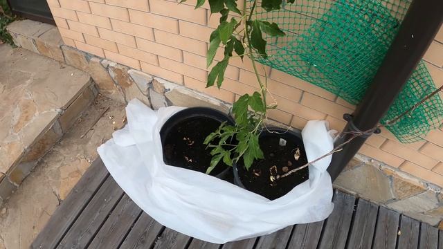 ПАССИФЛОРА=МАРАКУЙЯ выращиваем и собираем урожай в России. Никаких сложностей! Только полив и солнце