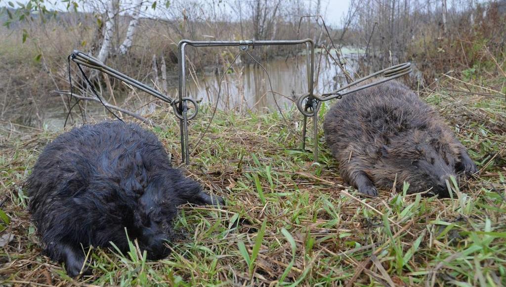 Охота на бобра. Взведение и установка капкана КП 320.