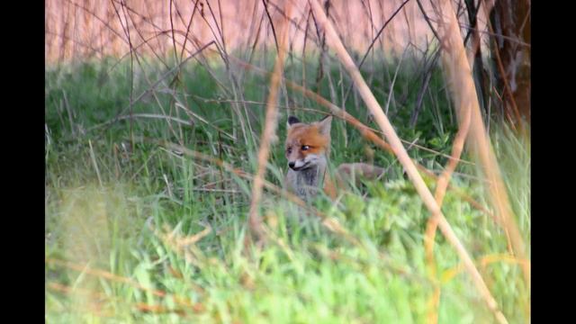 Лиса май 2023г.