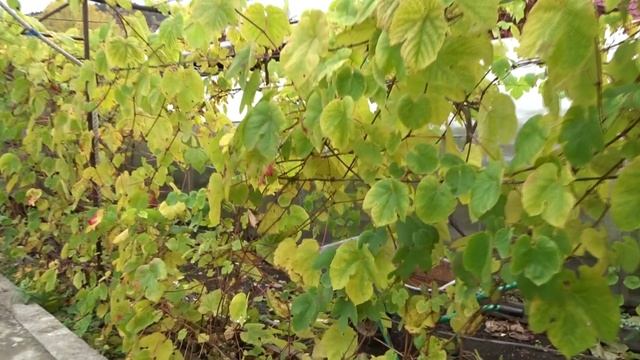 САЯНОГОРСК, МАЙНА. ВИНОГРАД И САД СУПРУГОВ ЖЕСТОВСКИХ.