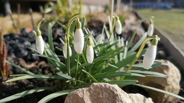 + Галантусы, видеопортрет. апрель 2022.mp4