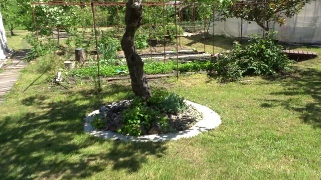 МОЙ САД. КАК МЫ УЛУЧШАЕМ ГАЗОН И УПРОЩАЕМ УХОД ЗА НИМ.